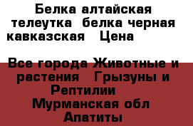 Белка алтайская телеутка, белка черная кавказская › Цена ­ 5 000 - Все города Животные и растения » Грызуны и Рептилии   . Мурманская обл.,Апатиты г.